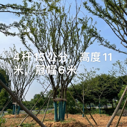 句容市丛生朴树 5米以上 10~12公分 16~20公分 3米以上