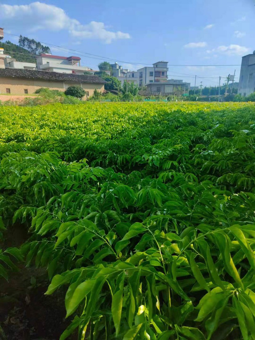 白糖罂荔枝苗  广东高州白糖婴荔枝苗．产地·大小棵都有．需要大量的联系我