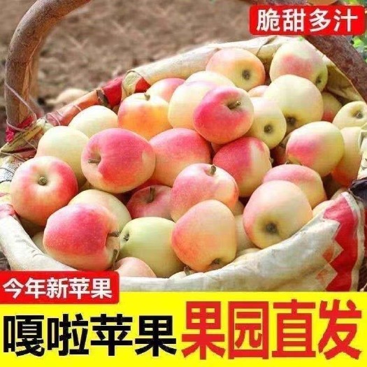 绥中县苹果：产地直发，嘎啦苹果，现采现发，山地果 脆甜多汁