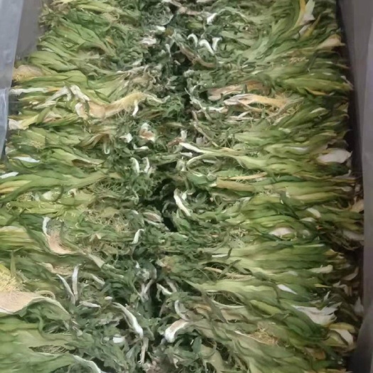 灵山县 新鲜出炉的天然绿色鲜干霸王花干、自产自销、欢迎各位老板来电