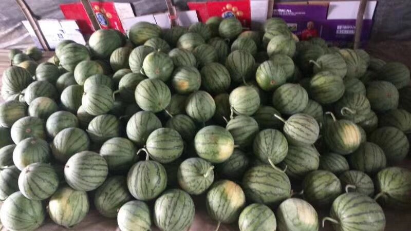 无籽西瓜  蜜童无籽小西瓜 颗粒饱满 甜度高 价美物廉