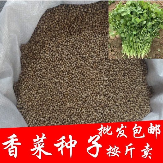 邵东市山东大香菜种子四季冬天各种蔬菜种子套餐春天盆栽菜籽500克