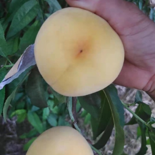 威县锦绣黄桃