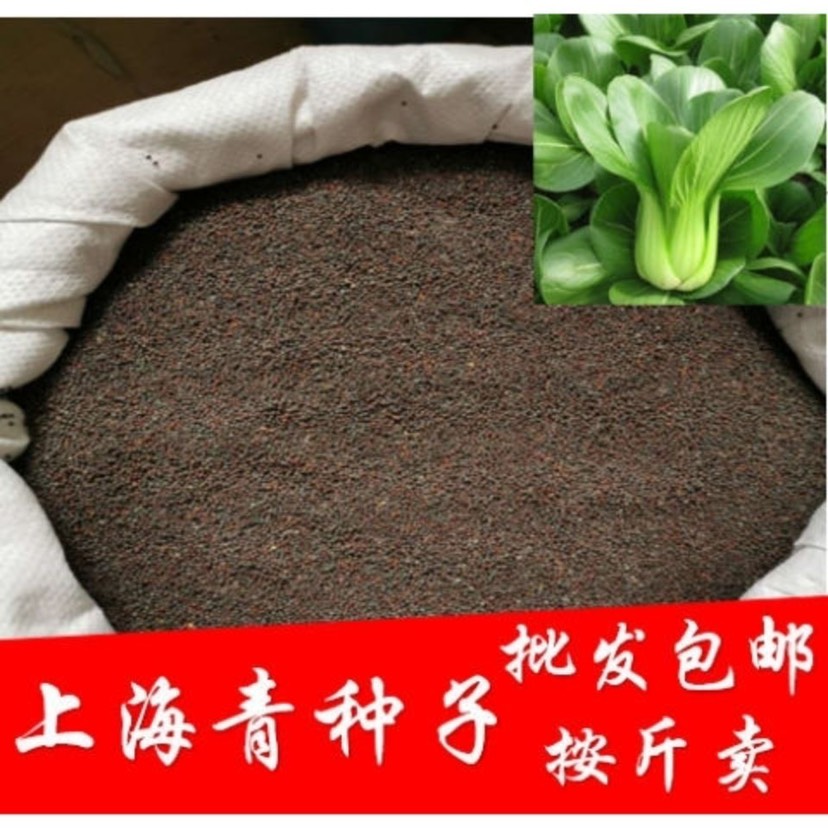 邵东市上海青种子一斤四季播小青菜上海青种籽白菜种子种植盆栽蔬菜种