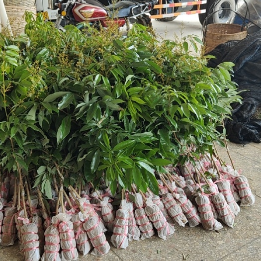 高州市广东高州白糖罂荔枝苗·产地直销需要大量的联系我