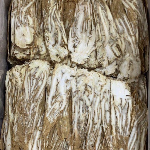 玉林当归中心片、两斤起发货、支持线上交易、量大从优
