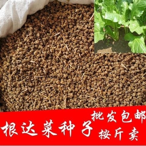 牛皮菜种子  根达菜君达菜牛皮菜易种四季播高产蔬菜种子种籽