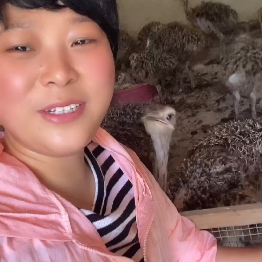 广州非洲鸵鸟苗 鸵鸟苗 鸵鸟保证接货成活率 提供养殖技术售后服