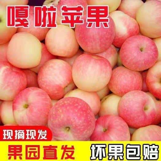 绥中县 新鲜当季早熟嘎啦苹果，山地果 脆甜多汁，早晚温差大