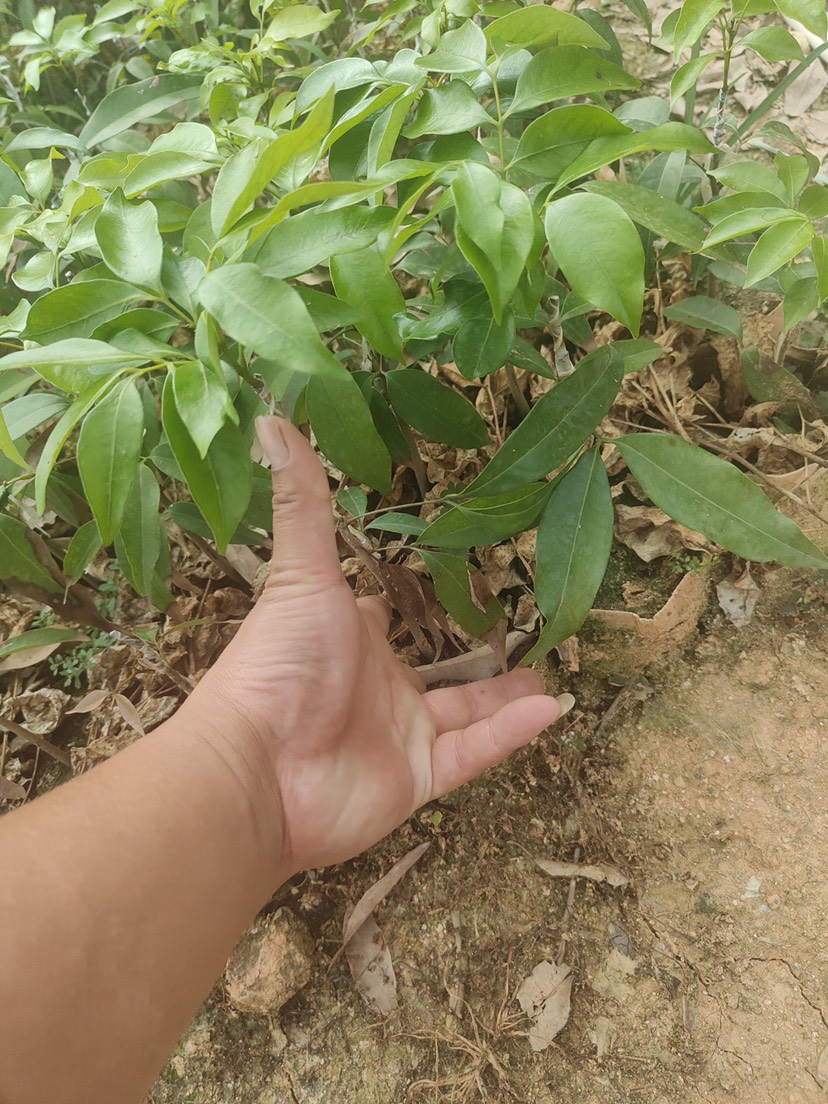 白糖罂荔枝苗  广东高州白糖婴荔枝苗．产地·大小棵都有．需要大量的联系我