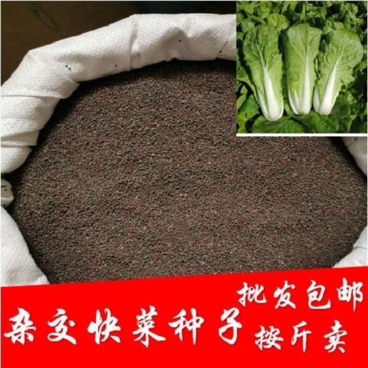 邵东市上海青种子  买一送一20天四季速生耐热白菜种子快菜种大小白菜蔬菜大田杂交