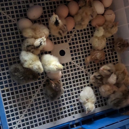 大方县土鸡苗  活禽鸡苗