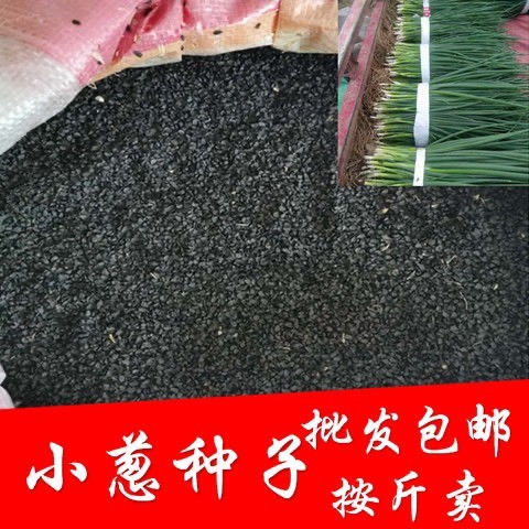 邵东市四季小香葱种子阳台室内花卉盆栽小葱香葱蔬菜种子四季可播种种籽