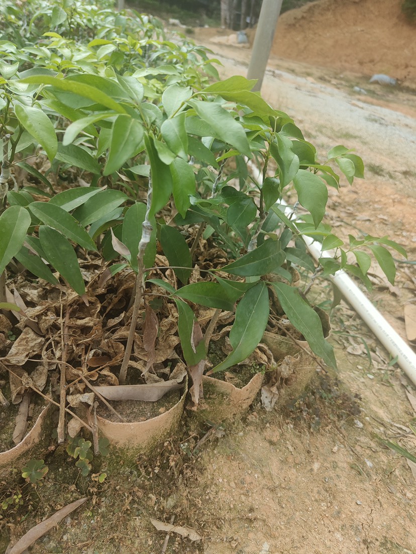 白糖罂荔枝苗  广东高州白糖婴荔枝苗．产地·大小棵都有．需要大量的联系我