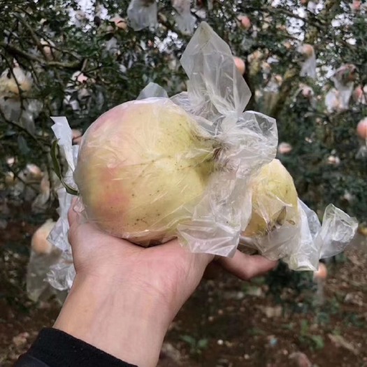 蒙自市 正宗蒙自百年老树：焰秋石榴，无公害，别看它外表冷漠，可它心里