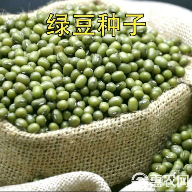  特大绿豆种子高产早熟非转基因绿豆芽苗春秋四季阳台盆栽易种