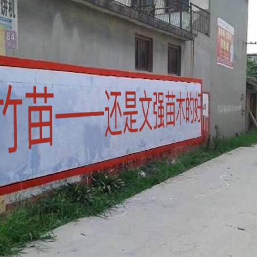 雷竹苗