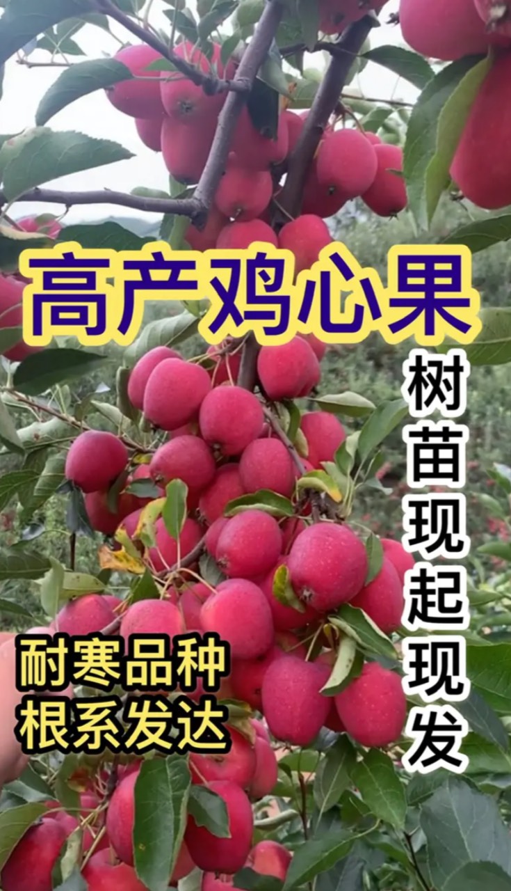 营口苹果树苗  耐寒鸡心果树苗 苹果苗  高产品种 树苗现起现发
