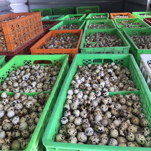 滨州桂花雀蛋  自有棚舍养殖，大量批发，零售鹌鹑蛋