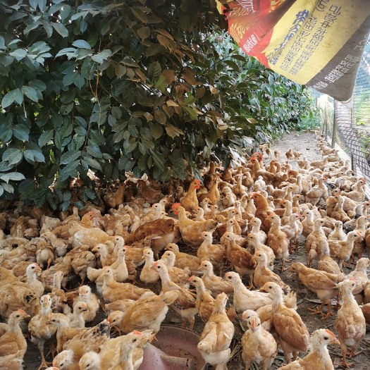仁化县 鸡苗