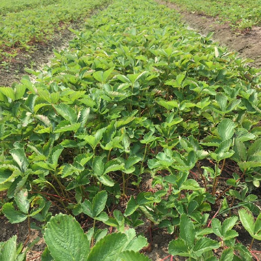 东海县出售红玉草莓苗、新品种、抗病能力极强、果实产量高、颜色靓丽、