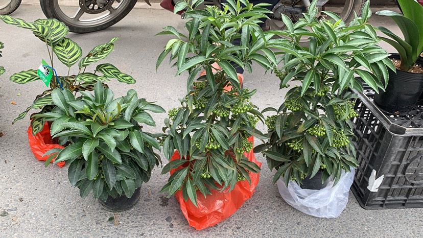 富贵籽盆栽 富贵籽黄金万两