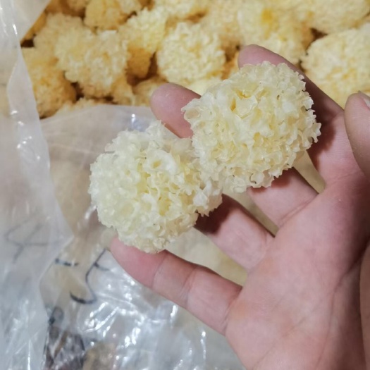 武汉椴木银耳  分筛精品椴木小银耳