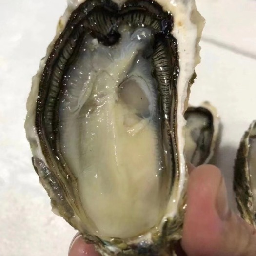 饶平县奥林匹亚牡蛎 南澳牡蛎养殖厂家自销肥美生鲜