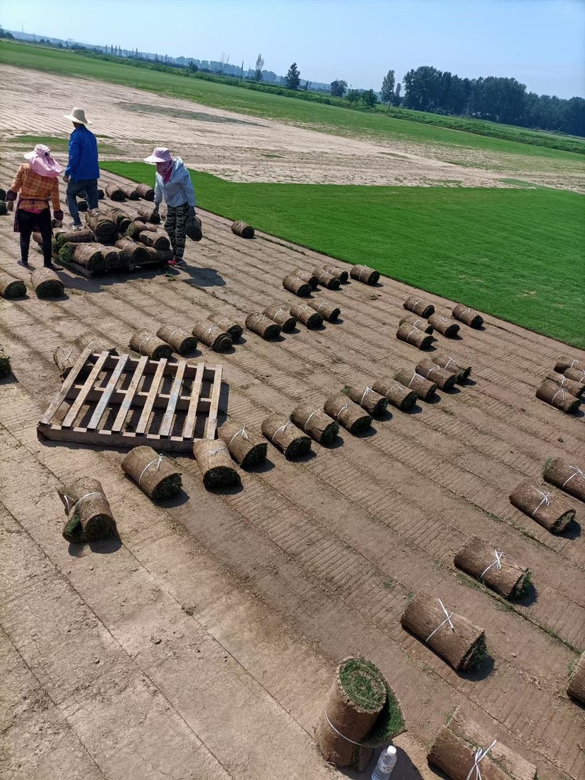 百慕大草坪矮修剪，耐践踏，高成活率，量大价优