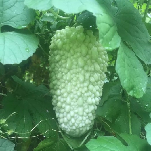 汕头翡翠级珠瓜（苦瓜）