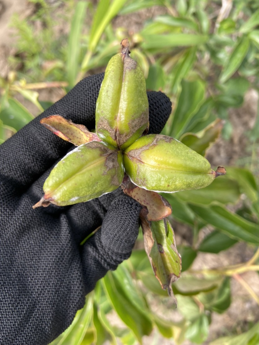 芍药种子