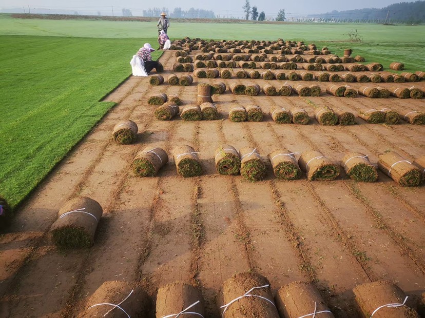 百慕大草坪矮修剪，耐践踏，高成活率，量大价优