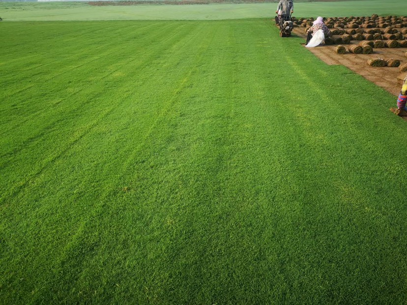 百慕大草坪矮修剪，耐践踏，高成活率，量大价优