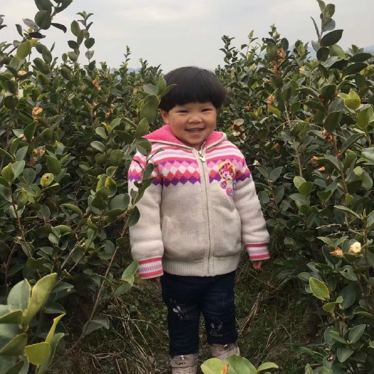 分宜县茶树苗 江西长林系油茶苗