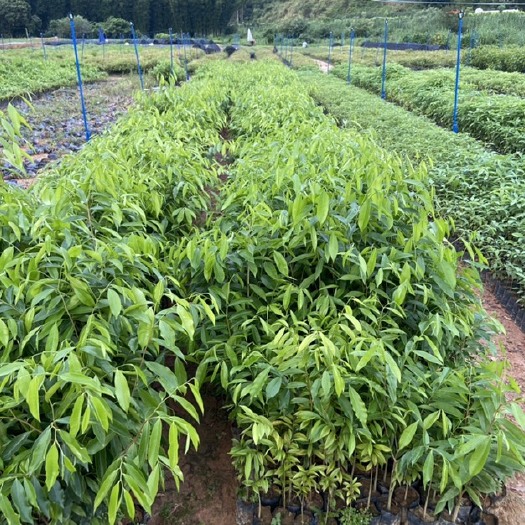 广州沉香树苗