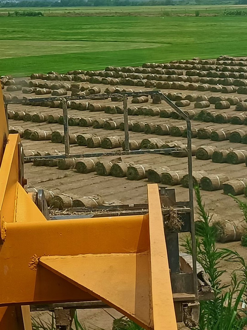 百慕大草坪矮修剪，耐践踏，高成活率，量大价优