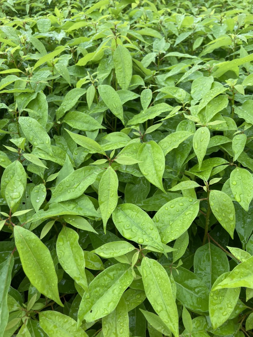香樟树苗