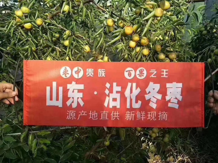 滨州沾化冬枣原产地皮脆多汁高甜度绿色冬枣