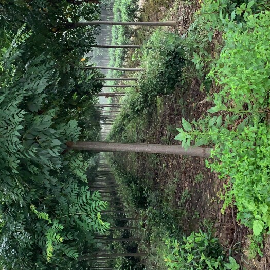 黄山栾树  三级分枝的栾树,生长出来的茂盛?