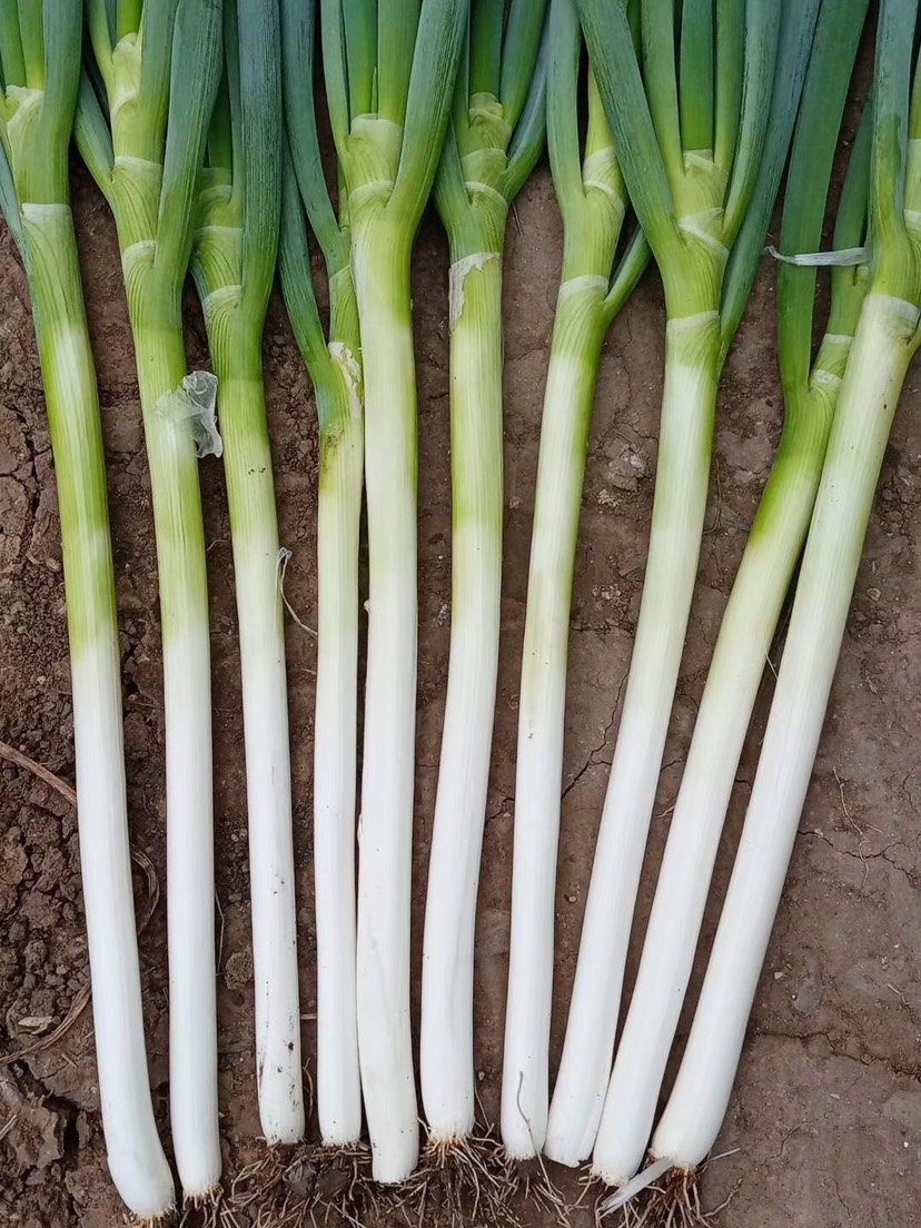 铁杆大葱  平度大葱铁杆 钢葱 硬度高 叶面好 耐运输无烂颗 精品 亮。