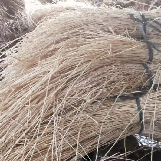 广州白茅根  白毛根