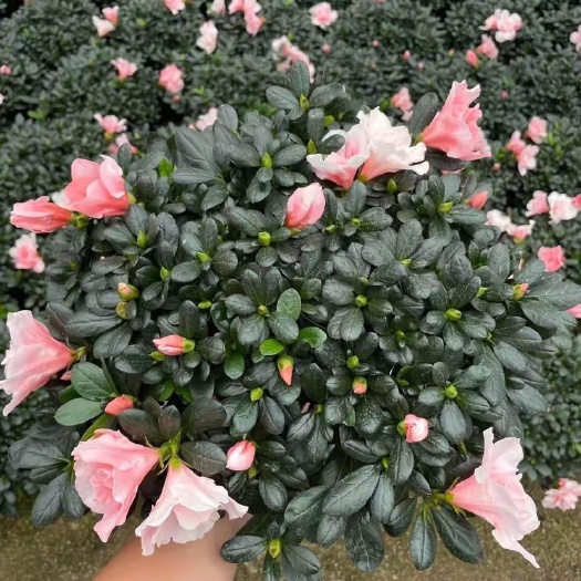 漳平市小桃红杜鹃花各种规格齐全产地直销批发