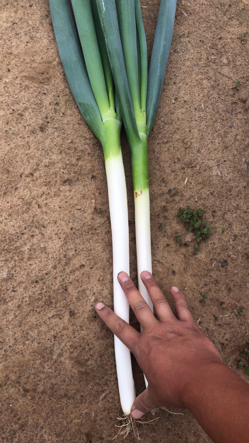 铁杆大葱  平度大葱铁杆 钢葱 硬度高 叶面好 耐运输无烂颗 精品 亮。
