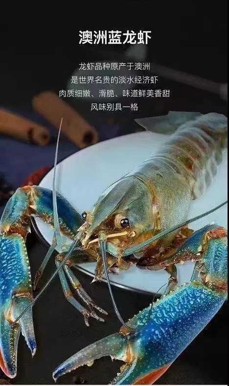 海口澳洲龙虾  澳洲淡水小龙虾，蓝龙虾，海南养殖基地批发零售