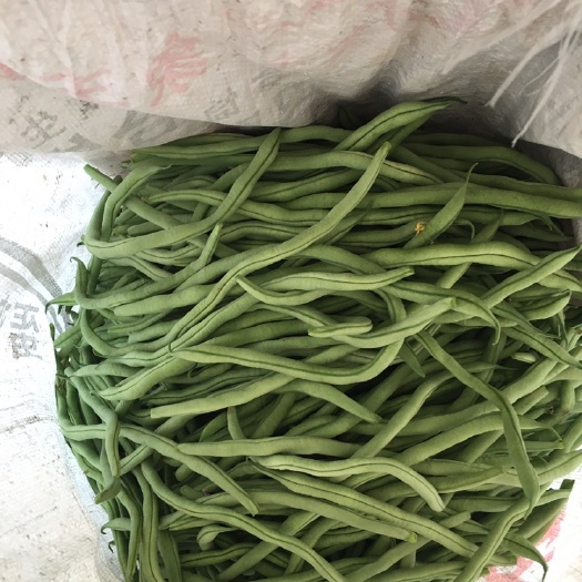 架豆王豆角 山西平顺东禅村陆地架豆王少量上市中，绿色农产品质优物好待商至