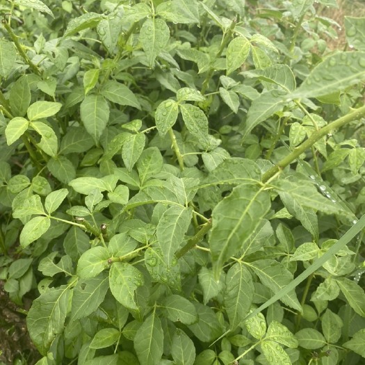 夹江县有人收购簕菜（白刺尖）吗