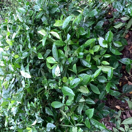  大叶栀子花栀子花开so beautiful，灿烂的栀子花开带
