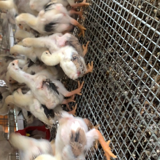 开平市东涛鸡苗  营养价值高，肉质细嫩，蛋白质丰富！