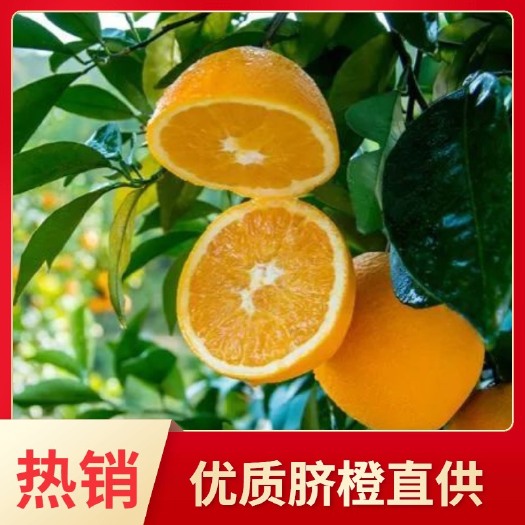 常宁市【批发价】脐橙正宗奉节现摘现发甜橙手剥薄皮橙子果新鲜超甜当季