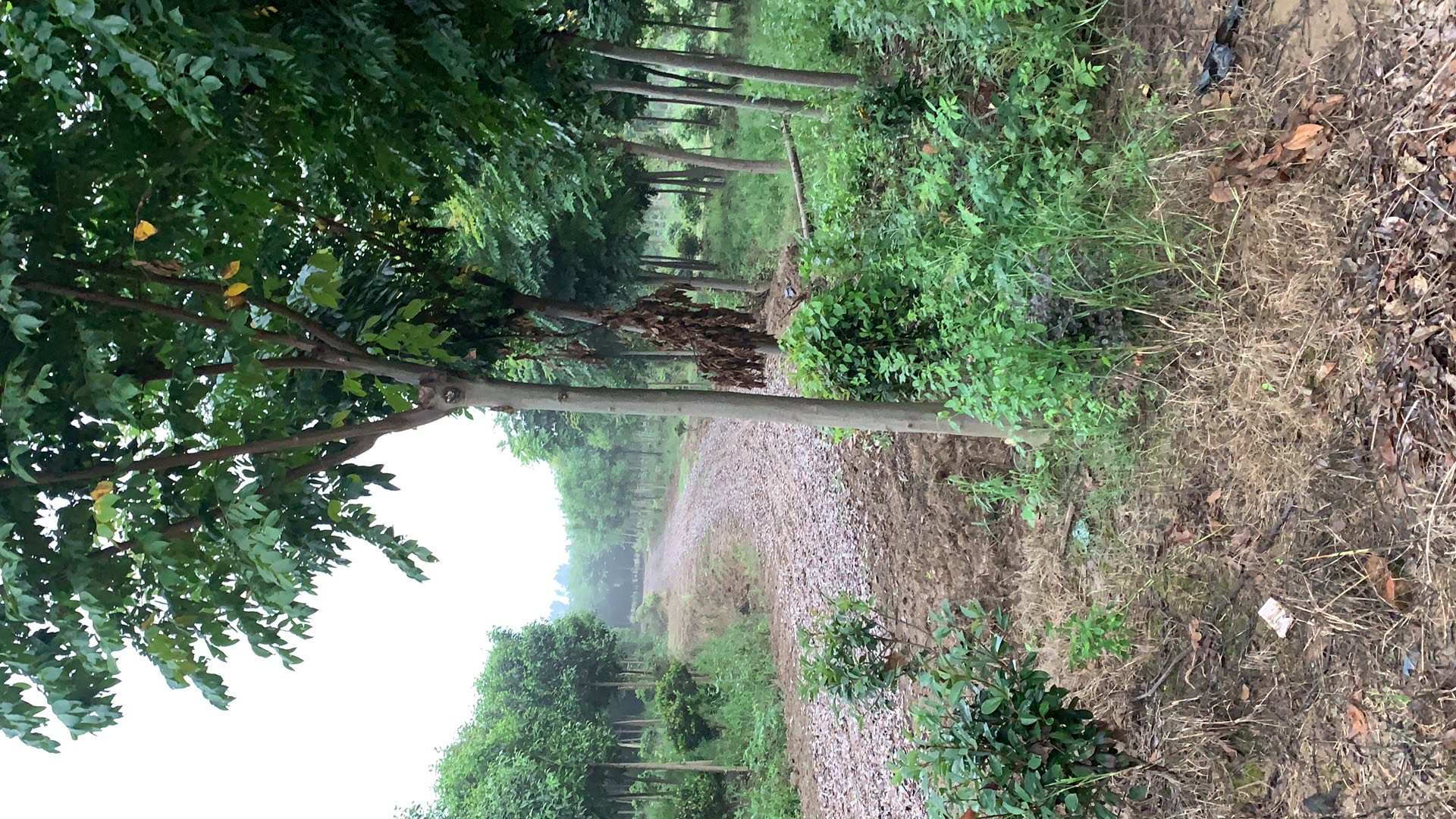 黄山栾树  三级分枝的栾树，生长出来的茂盛？